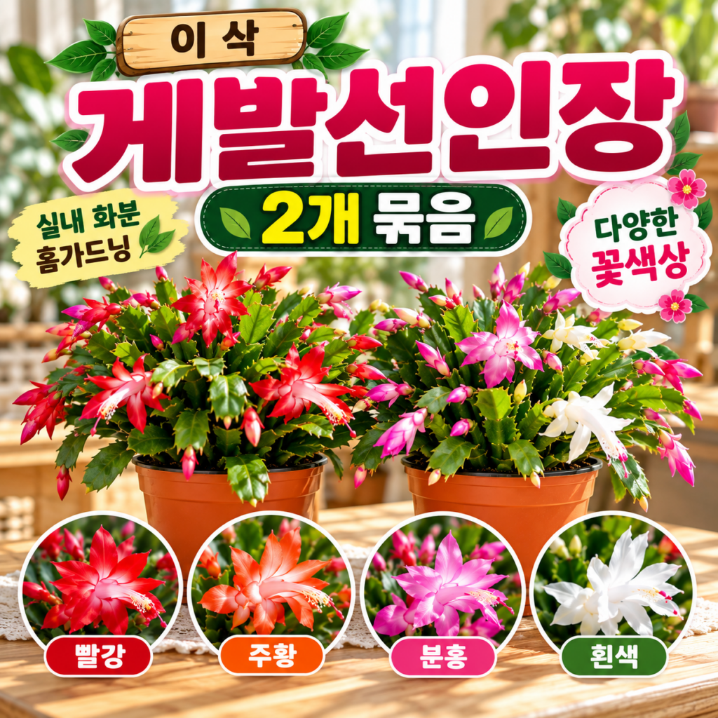 이삭 크리스마스 게발 선인장 겨울 꽃 2개 랜덤 빨강 주황 분홍 흰색 제품 이미지