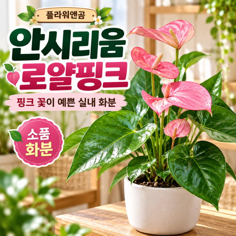 안시리움 소품 로얄핑크 꽃이 예쁜 실내 화분 플랜테리어 홈가드닝