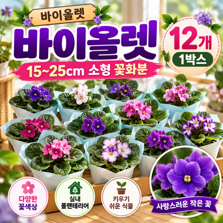 바이올렛 12개 1박스 15~25cm 꽃 화분 묶음으로 꾸미는 실내 플랜테리어