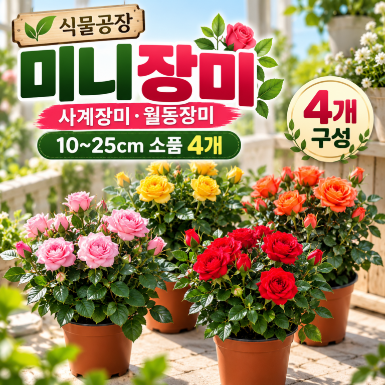 미니장미 4종 사계장미 월동장미 10~25cm 소품 화분 베란다 꽃 키우기