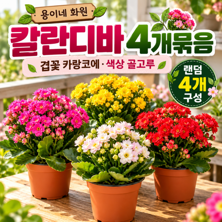 용이네 화원 칼란디바 4개묶음 겹꽃 카랑코에 색상 골고루