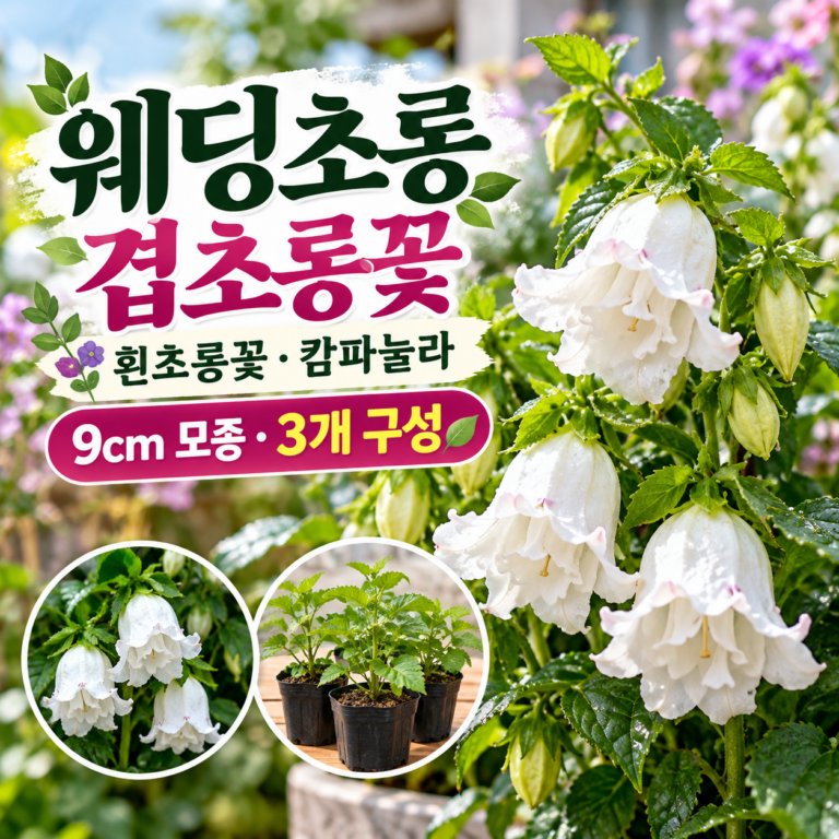 웨딩초롱 겹초롱꽃 흰초롱꽃 캄파눌라 9cm 모종