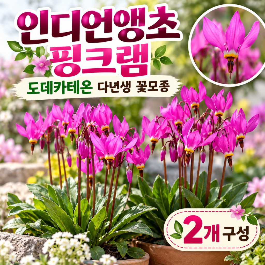 인디언앵초 핑크램 도데가테온 꽃모종 심기 다년생 관리법 제품 이미지
