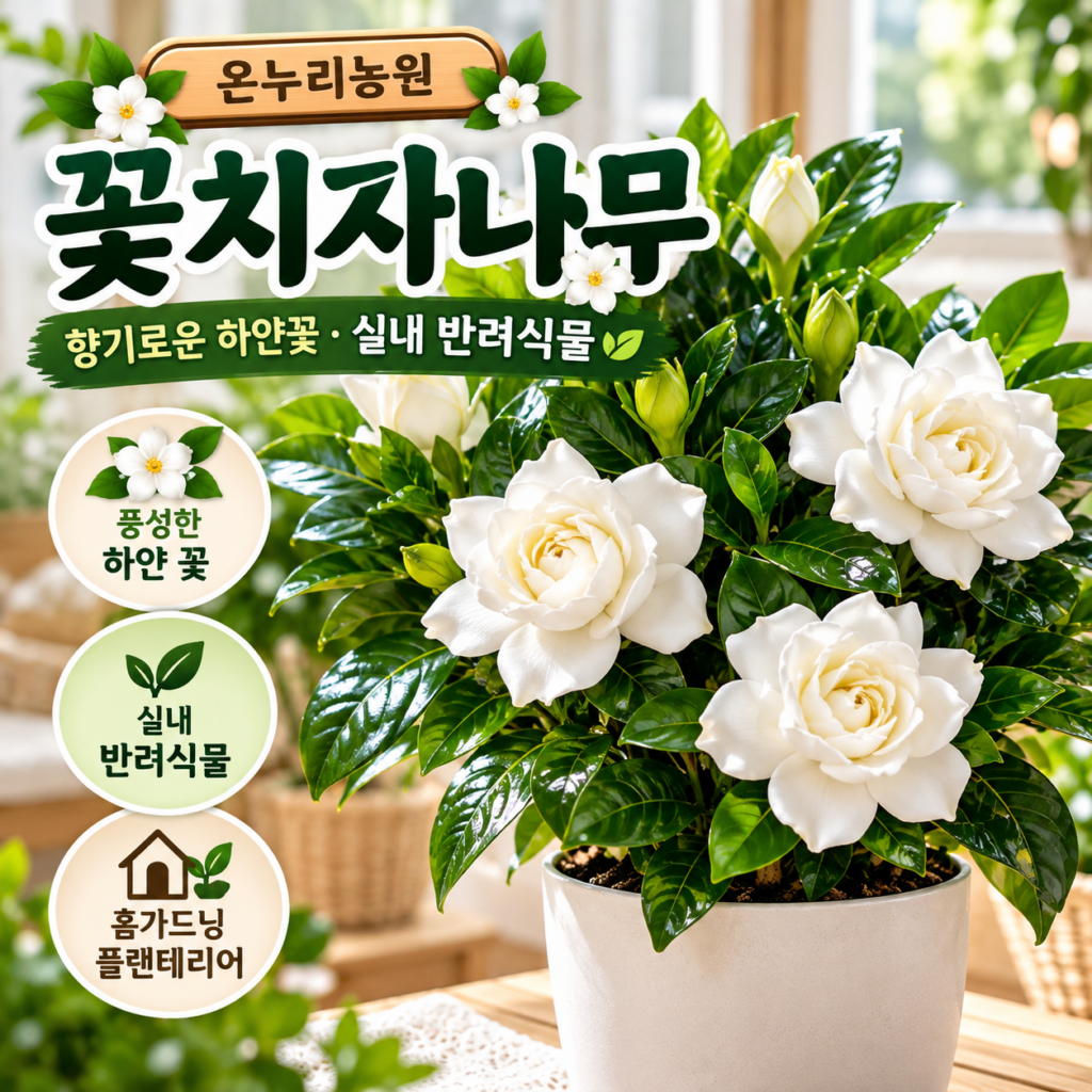 향기롭고 하얀 꽃이 아름다운 실내 반려식물  꽃치자 화분 제품 이미지