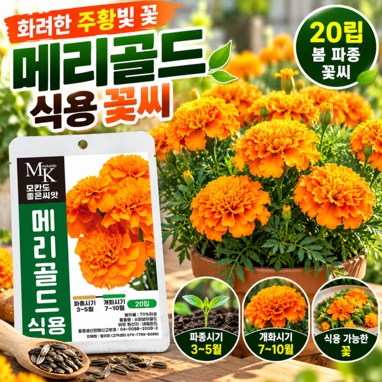 메리골드 씨앗 키우기 (식용 메리골드 20립 파종 개화 시기와 꽃씨 심는 방법)