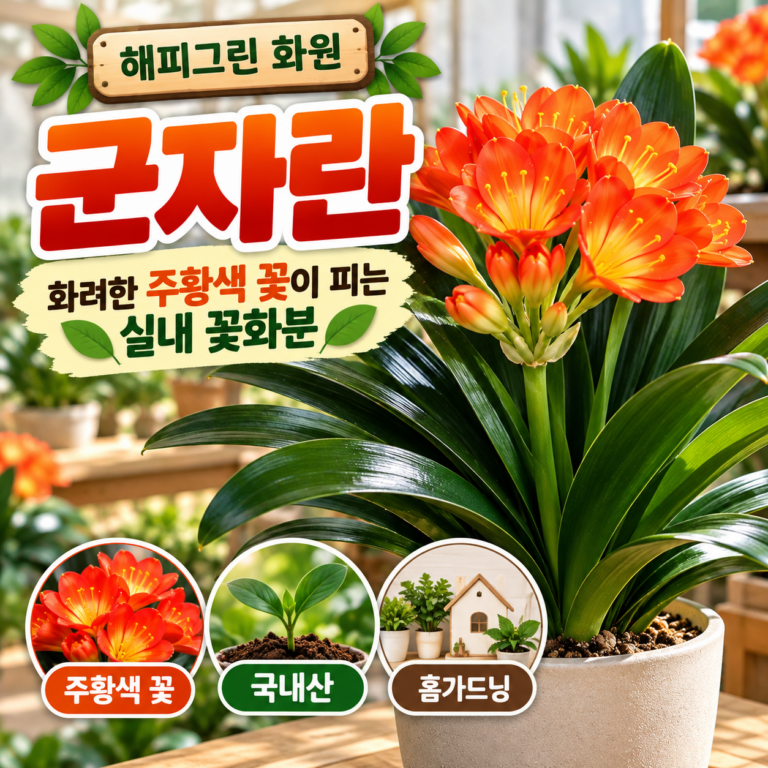 화려한 주황색 꽃이 매력적인 군자란 실내 꽃화분 반려식물