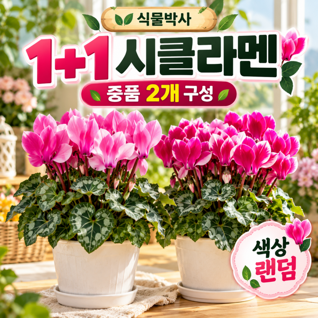 식물박사 1+1 시클라멘 중품 색상 랜덤 2개 꽃화분 실내 플랜테리어 홈가드닝 제품 이미지