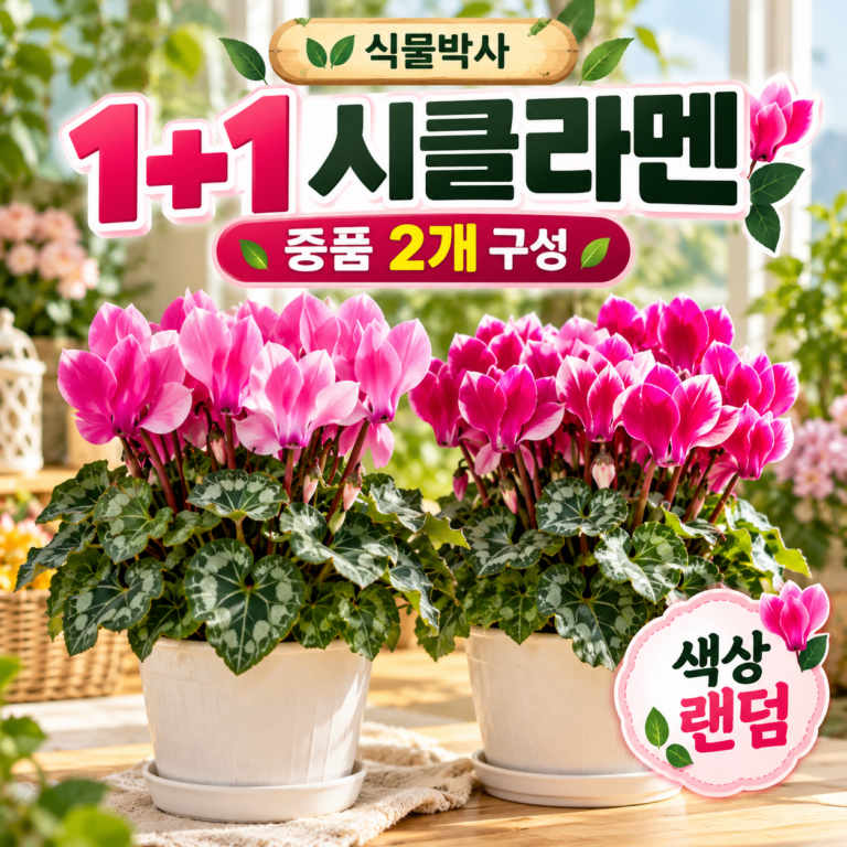 식물박사 1+1 시클라멘 중품 색상 랜덤 2개 꽃화분 실내 플랜테리어 홈가드닝