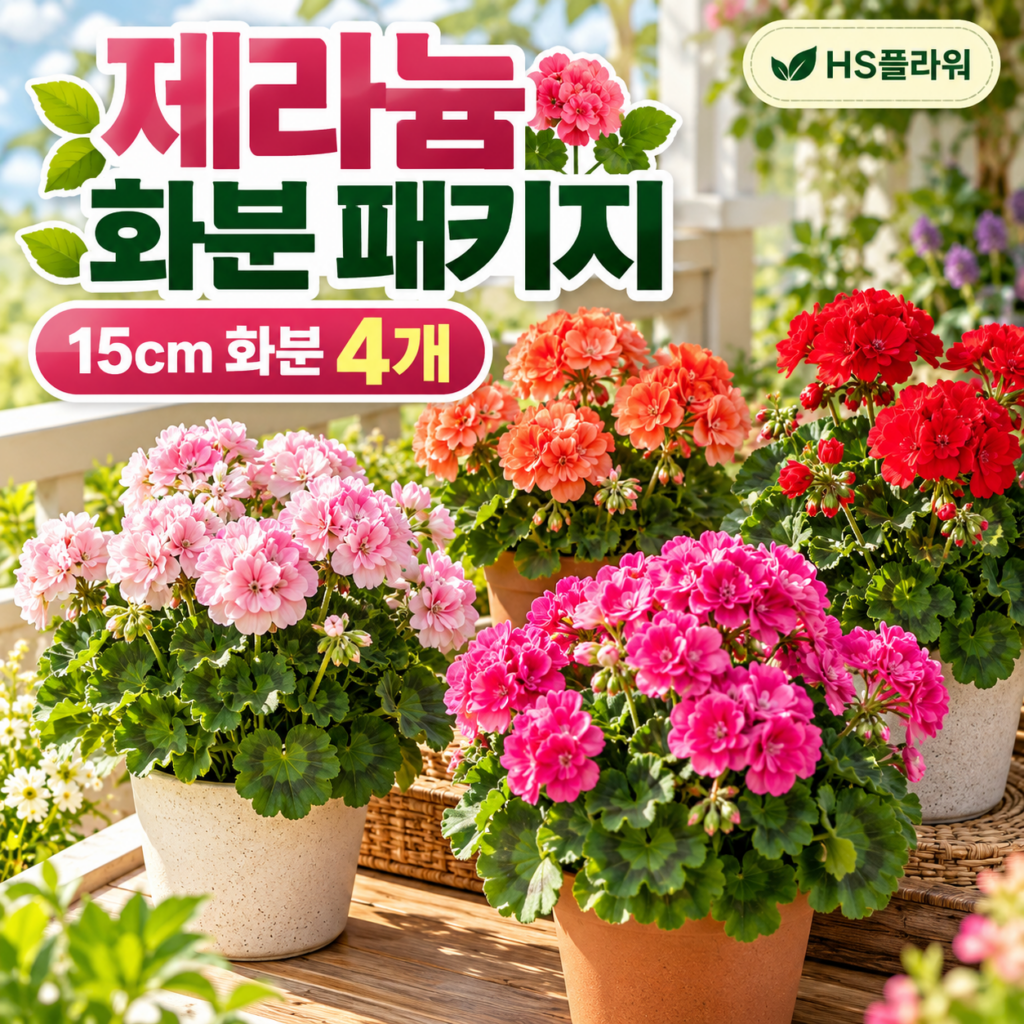제라늄 화분 묶음 패키지 15cm 4개 제품 이미지