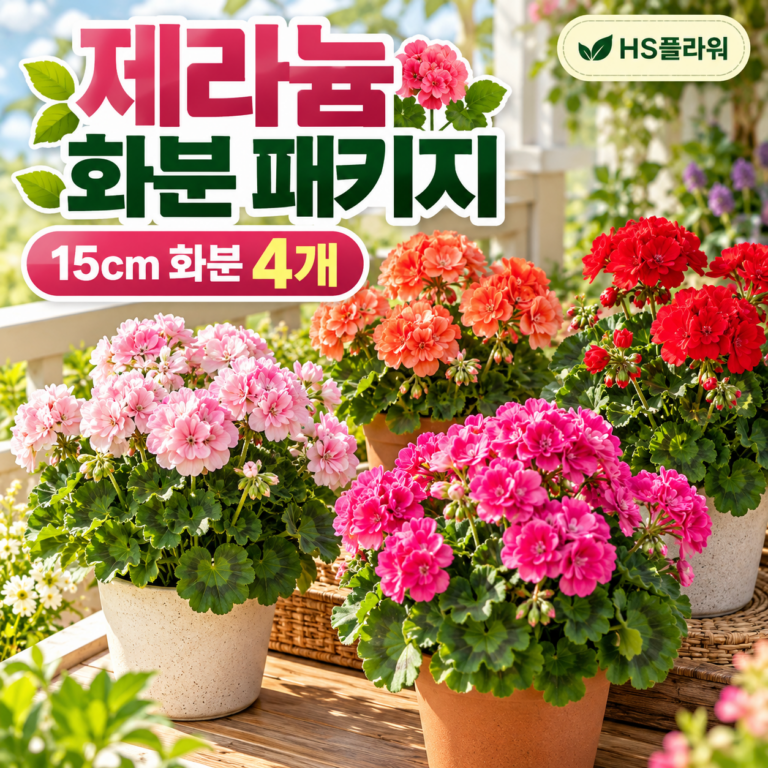 제라늄 화분 묶음 패키지 15cm 4개
